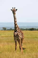 Single giraffe lookout