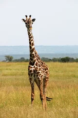 Crédence de cuisine en verre imprimé Girafe Single giraffe lookout