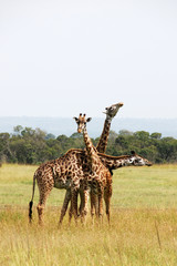 Three giraffes cuddling