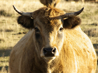 Vache Aubrac