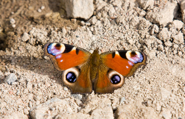 Fototapeta na wymiar first spring butterfly
