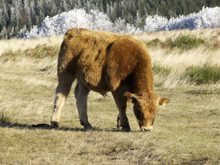 Veau Aubrac