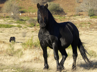 cheval en libert&eacute;