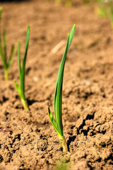 green young plants on dry soil