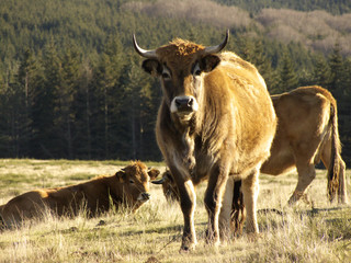 Vaches Aubrac