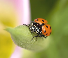 Lady Bug