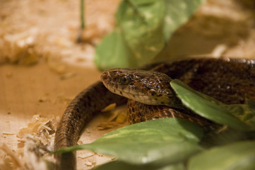 snake shot in terrarium