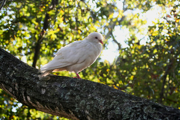 White Dove