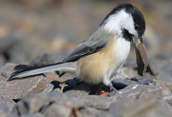 Obraz premium Black-capped Chickadee (poecile atricapilla) with a stone