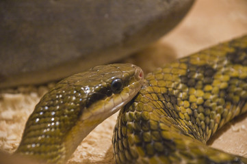 snake shot in terrarium