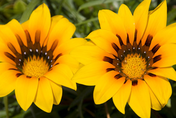 Colourful gazania flower
