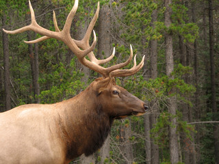 Male Elk, Jasper, Canada