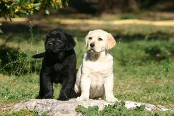 deux chiots labradors
