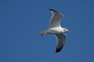Close-up of seagull