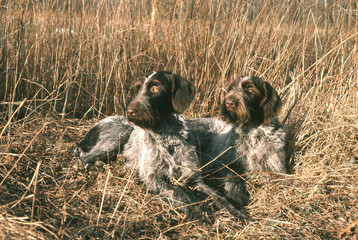 deux chiens griffon korthals