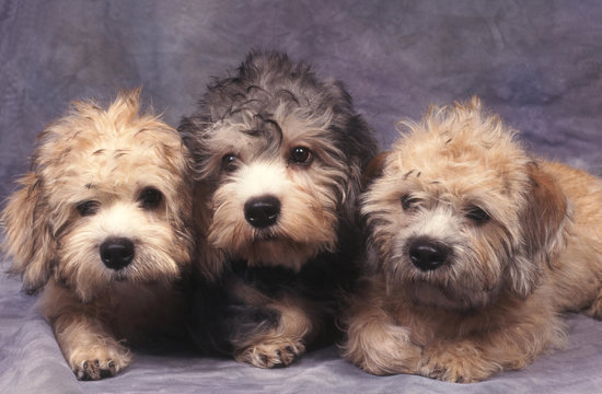 Trois Dandie Dinmont Terrier