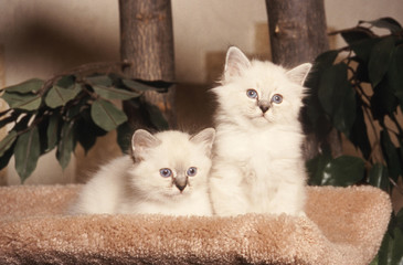 deux chatons race sacré de birmanie
