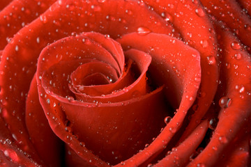 Red rose close up with drops of water