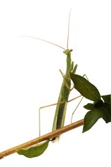 Praying Mantis on white background