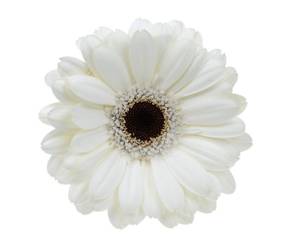 Beautiful White Gerbera