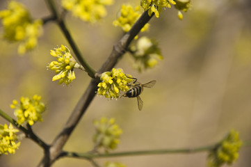 cornel bloom in spring
