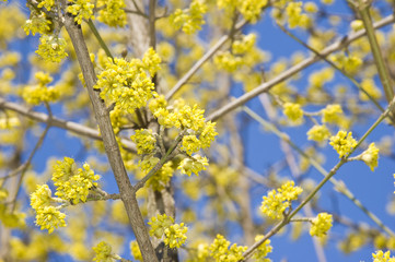 cornel bloom in spring