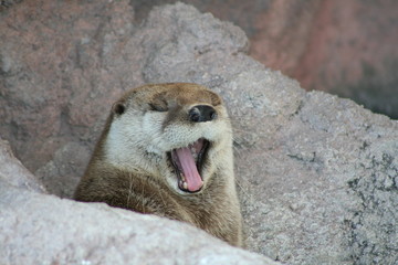 Otter 3