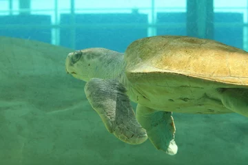 Papier Peint photo Lavable Tortue Sea Turtle in Sunlight