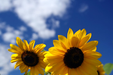 Sunflowers under beautiful blue sky