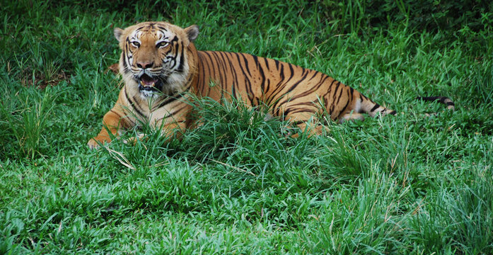 Asian Tiger A