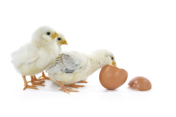 new life