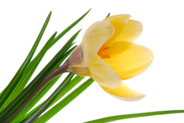 Obraz premium yellow flower