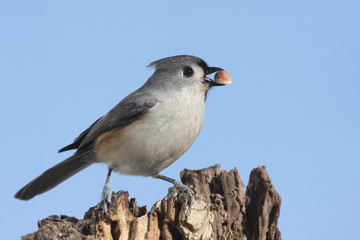 Tufted Titmouse (baeolophus bicolor) with a peanut
