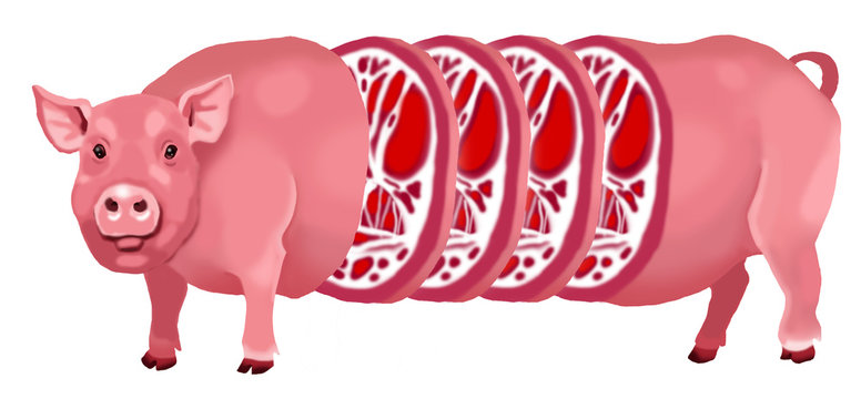 Pig-slices