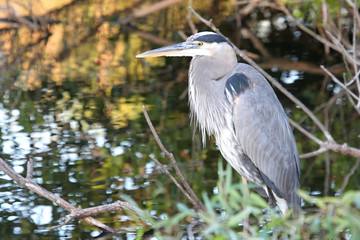 Great Blue Heron (Ardea Herodias) 