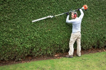 hedge trimming