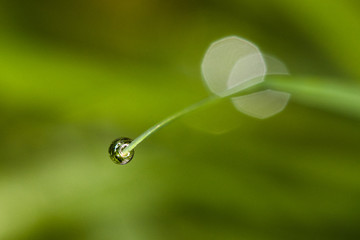 goutte