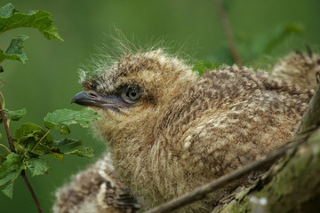 Cariama, Cariama cristata