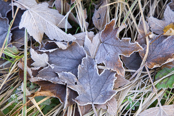 france,île de france : feuilles d'hiver en forêt