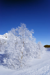 Frosty tree