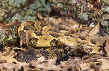 Snake-Timber rattlesnake