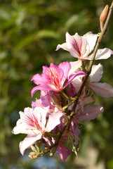 Obraz premium blossoming tree