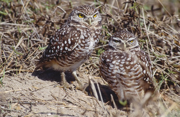 Bird-Burrowing owls
