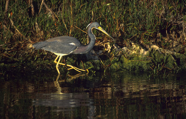 Bird-Tricolor heron