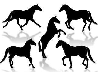 Cavalli in silhouettes