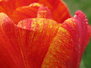 rosée sur tulipe