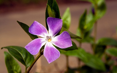 Periwinkle  © Sally Wallis