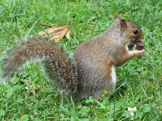 Squirrel in the Park, Washington D.C.