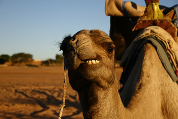 Dromedary (Camelus dromedarius)