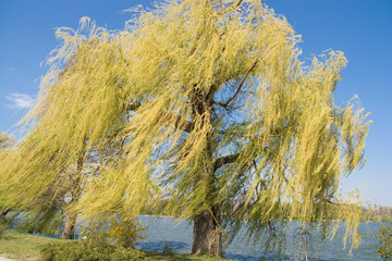 Weeping willow tree by the lake in the park © eclypse78